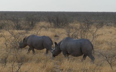 Namibia en esencia Versión Intensa – 14 días